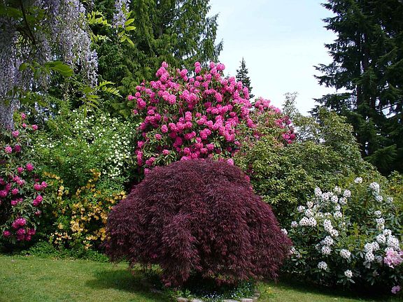 Front yard in full bloom