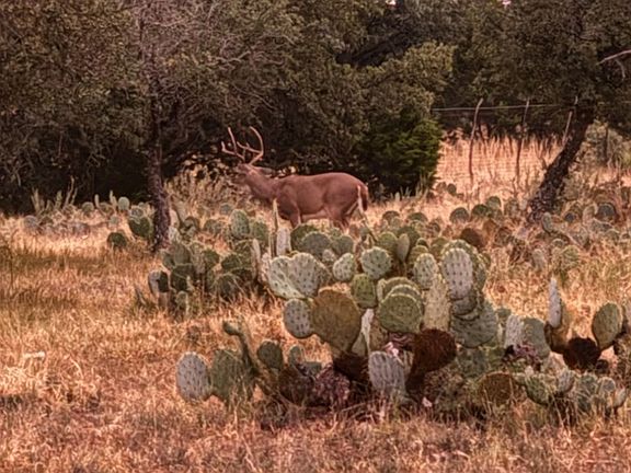 3rd image of 1512 Persimmon Rd #35