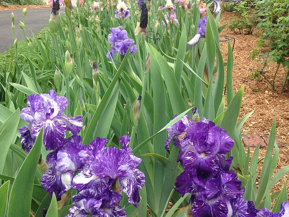 Iris season