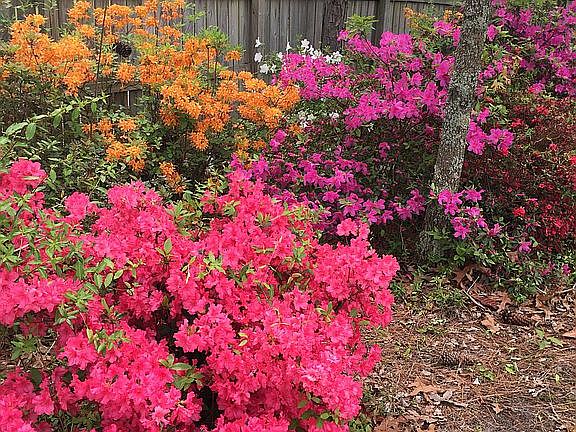 Back yard natural area 