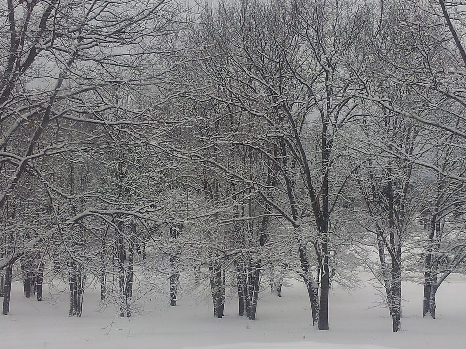 South side forest in snow