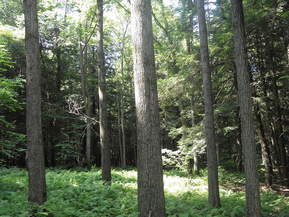Clearfield Forest