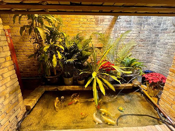 Koi pond with fish and live plants in apartment
