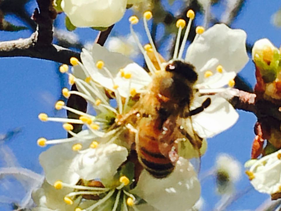 Plum blossoms