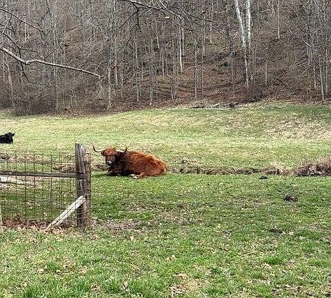 3rd image of 16714 Mush Run Rd