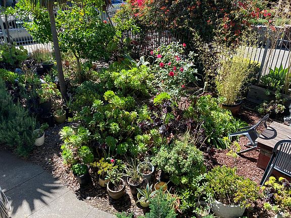 Side Yard