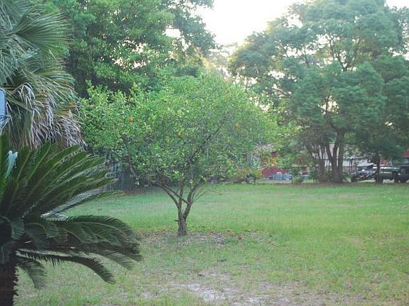 Your own lemon tree. Fresh lemon juice and pie!