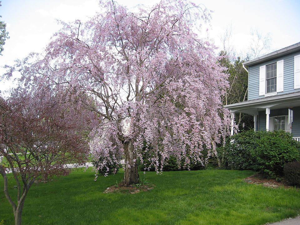 2nd image of 916 Fallen Stone Ct