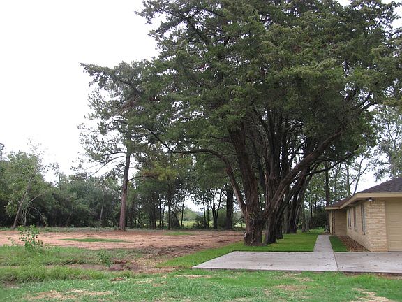 Front yard and sidewalk to home's front door (lined with mature juniper trees).