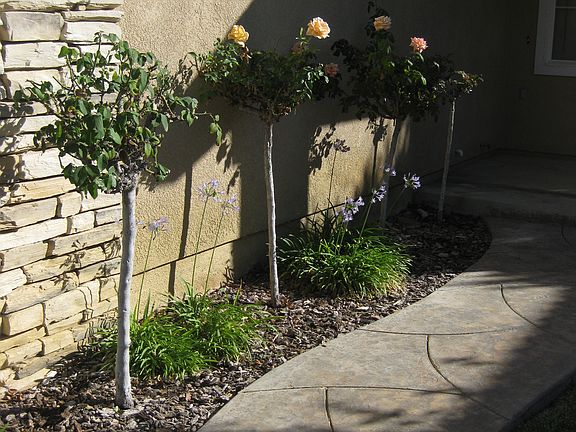 Walkway to front door.