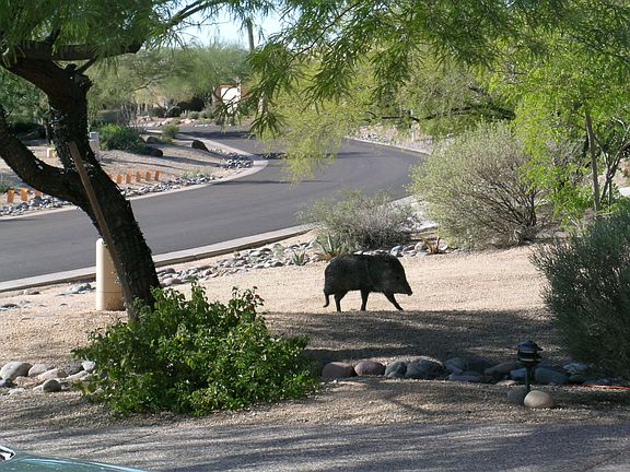 Javelina in the driveway!