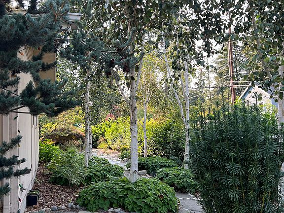 The side birch forest