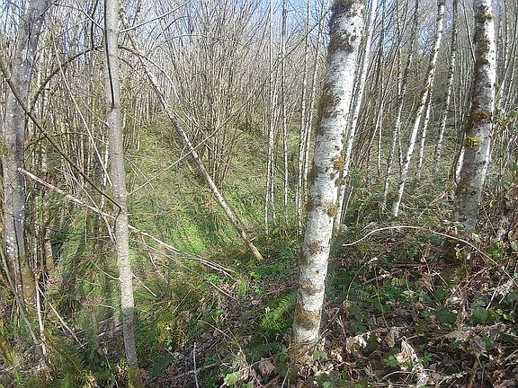 Easy trail possibilities