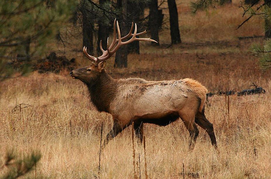 1st image of 6366 Old Forest Trl