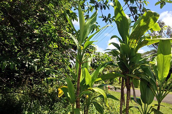 Lot 1133 Manalo St