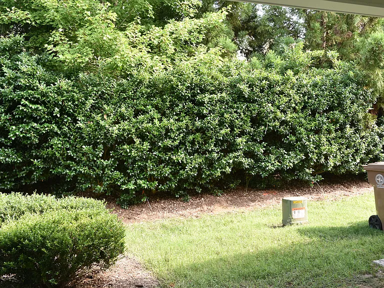 Private backyard