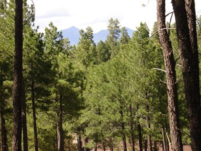 2061 Peery Francis LOT 814, Flagstaff, AZ, 86005