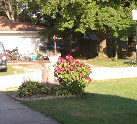 huge red flowers by drive