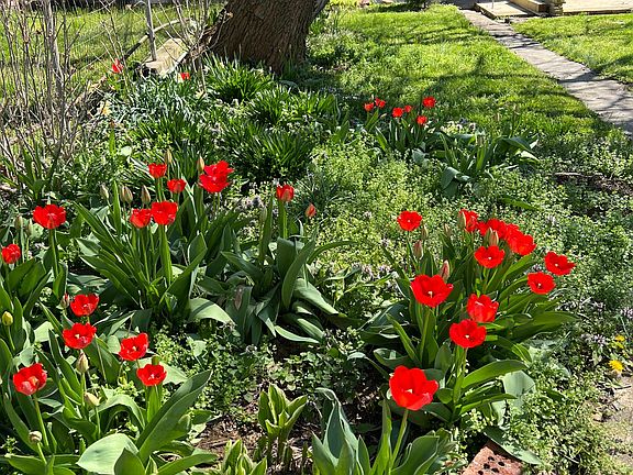 Tulips