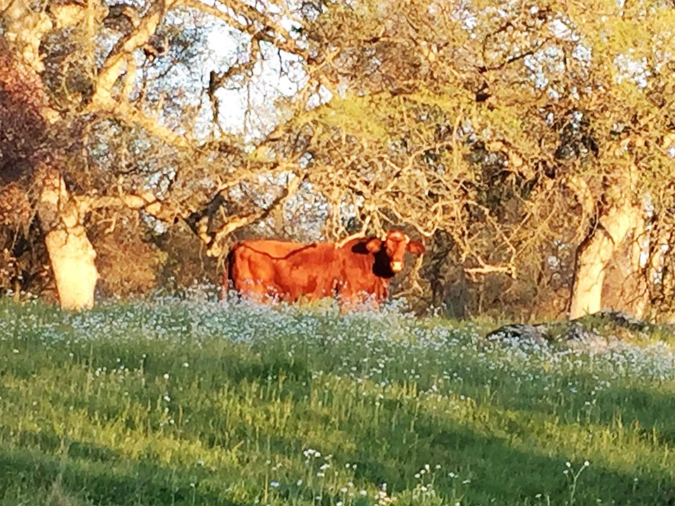 pasture
