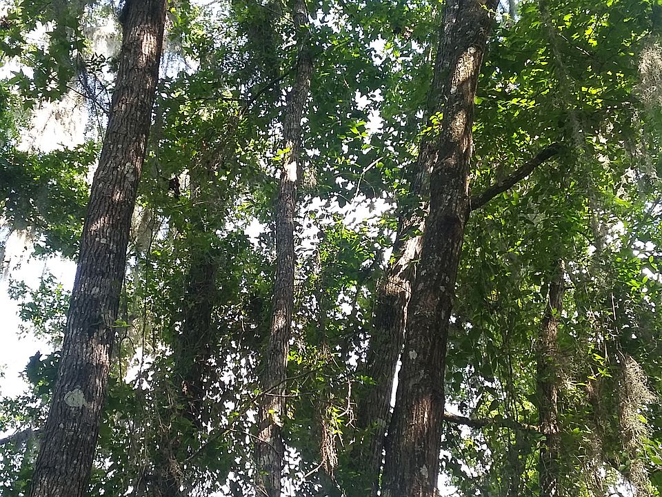 Beautiful Mature Oaks