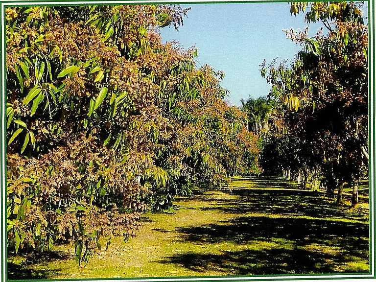 Windsong Ln — Photo 6