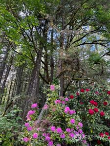 13368 117th Avenue NW, Gig Harbor, WA, 98329