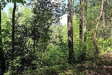 3rd image of 0 Houge Way Lot 6