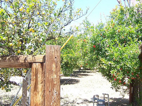Fruit Trees
