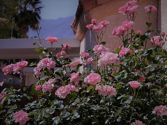 Well established garden