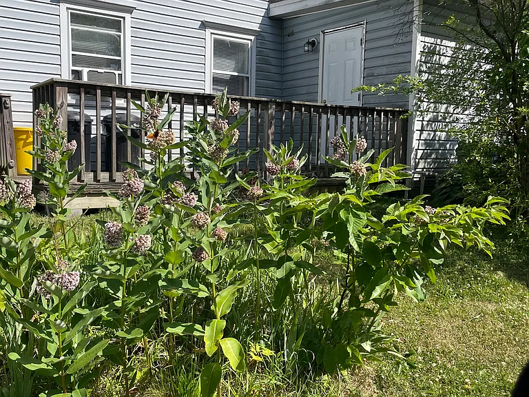BACK DECK