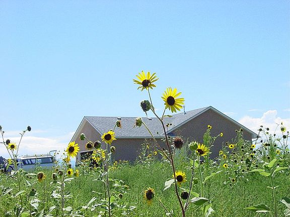 Wild Sunflower North View
