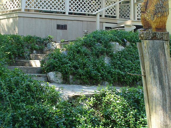 View from the backyard