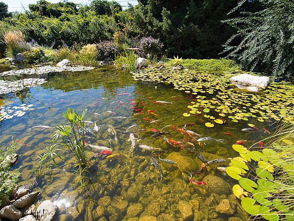 Large koi pond