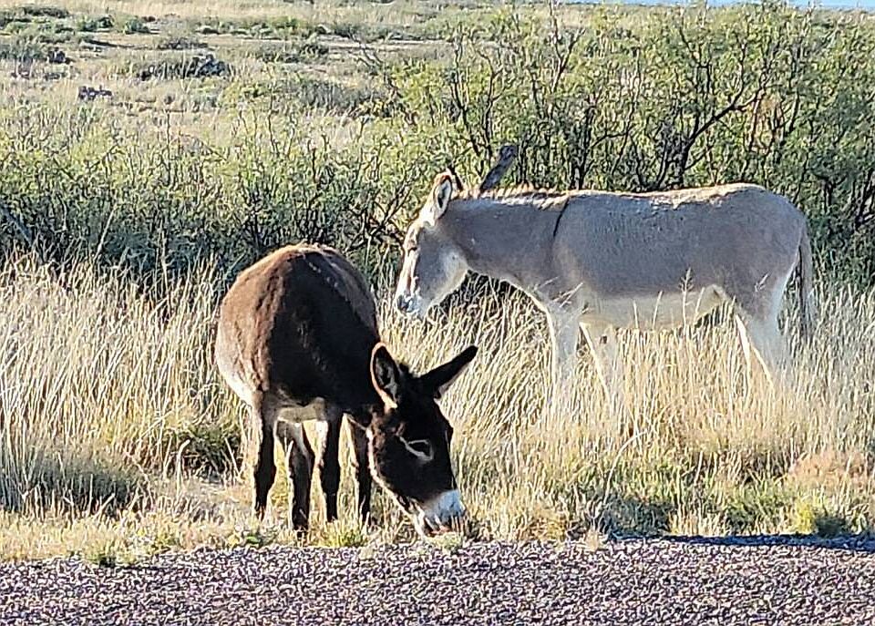 1st image of 801 Legion Rd #4238