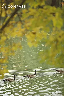 Rented by Compass | media 58