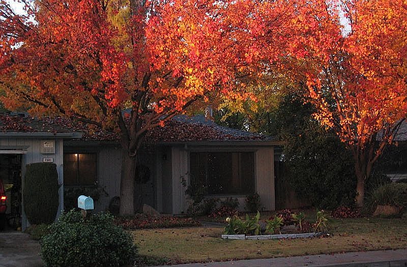 1581 Scott Ave. - Fall