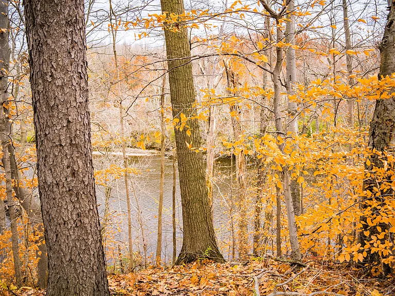 Fall Flint River View
