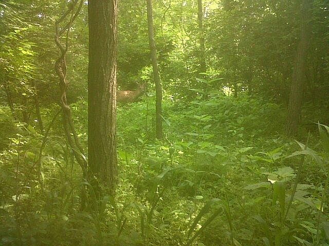 2nd image of 6810 Jacks Creek Pike Lot 6820