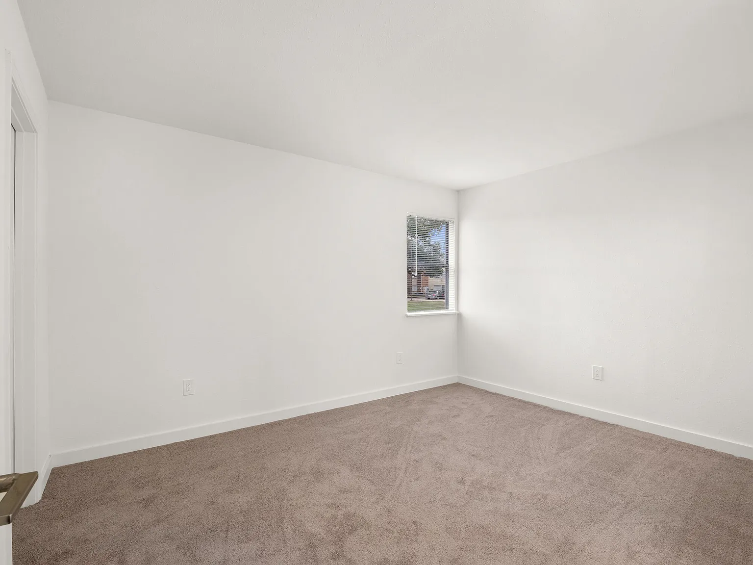 Basswood — Photo 4