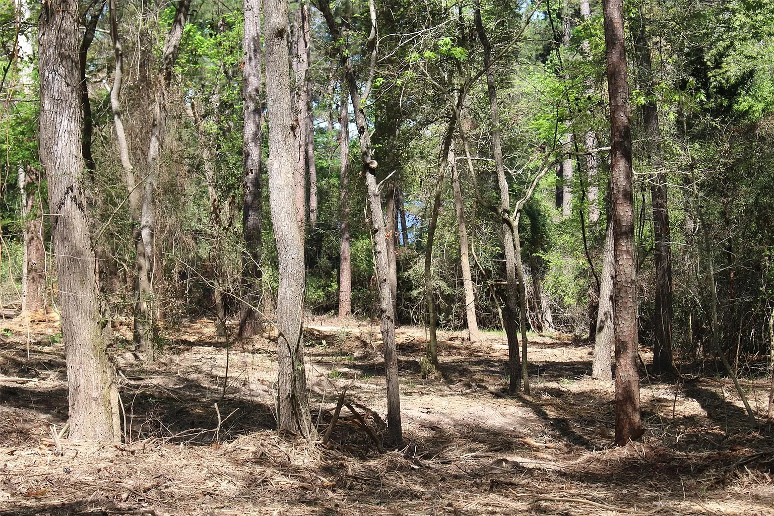 145 Crossed Arrow photo 1