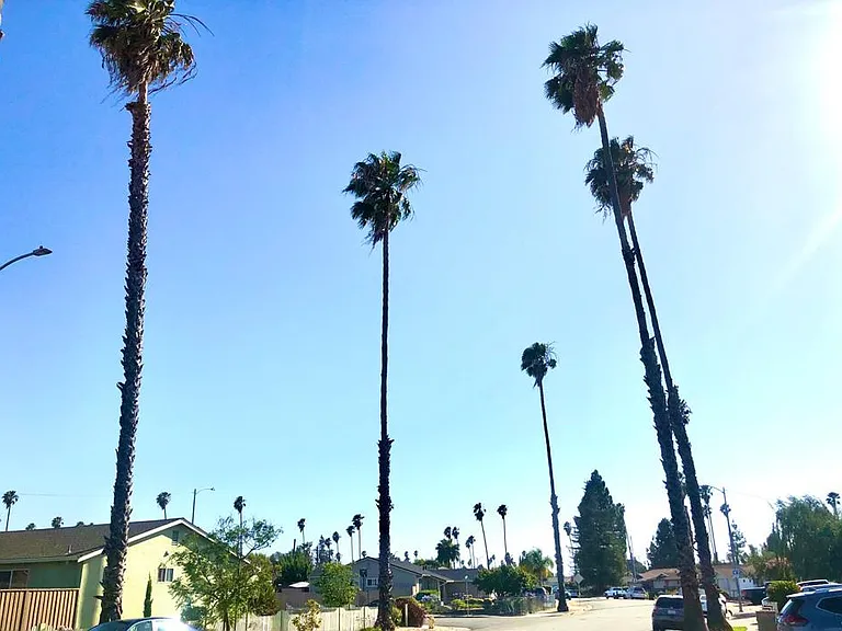 Coco Palm Dr — Photo 21
