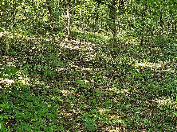 Level in most of the woods