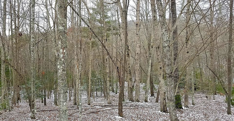 2nd image of 0 Turkey Scratch Rd Lot 24