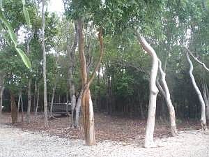 TWO VACANT LOTS