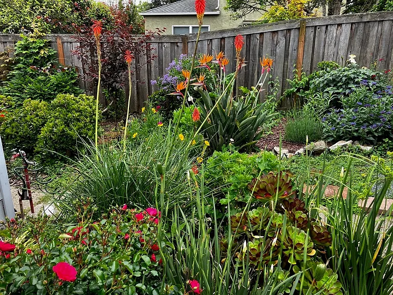 Current summer garden