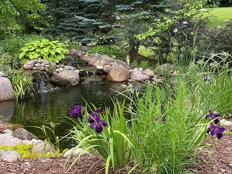 Backyard pond.