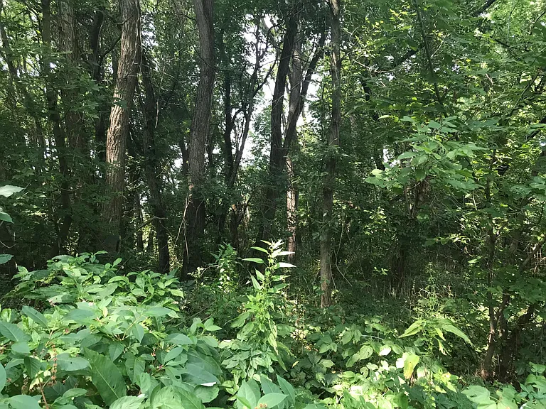 Woods