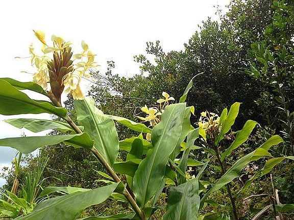 Ginger blooming on lot