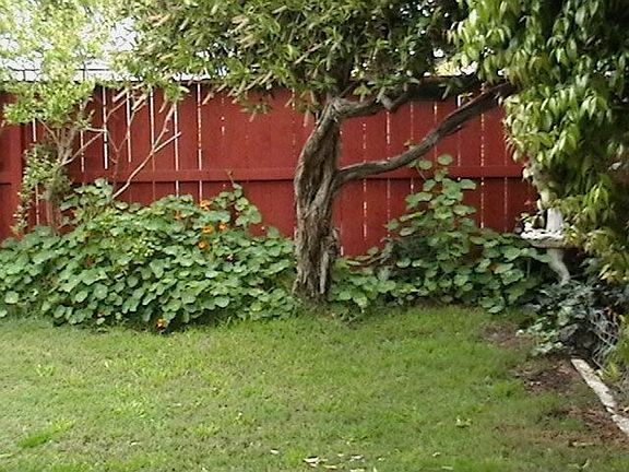 back yard from back patio